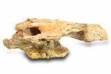 Fossil Bony Fish (Palaeonotopterus) Skull w/ Mouth Plate -Morocco #300003-2